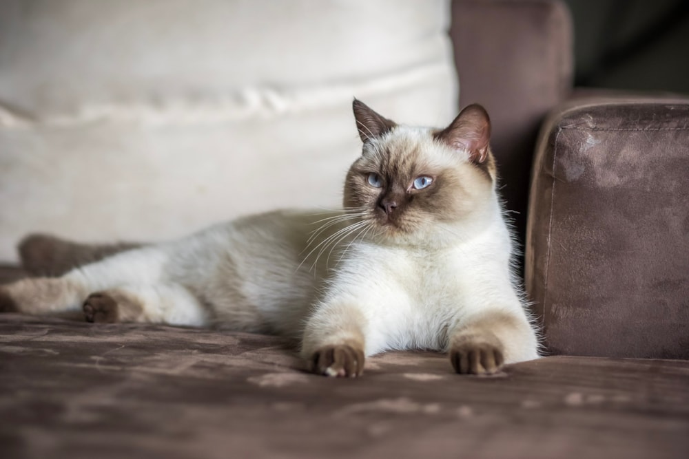 Bonsai Kitten > Unsere Katzen > Laira of Bonsai Kitten